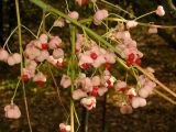 Euonymus bungeanus