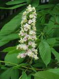 Aesculus hippocastanum. Ветвь с соцветием. Москва, зоопарк. 9.05.2008.