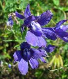 Delphinium grandiflorum. Цветки. Иркутская обл., пос. Листвянка, берег оз. Байкал, крутой каменистый склон. 22.07.2014.