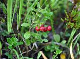 Vaccinium vitis-idaea. Верхушка плодоносящего растения. Московская обл., Шатурский р-н, окр. пос. Туголесский Бор, окраина торфяного болота. 07.08.2014.