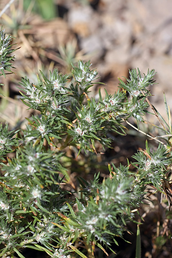 Изображение особи Polygonum paronychioides.