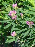 Trifolium lupinaster