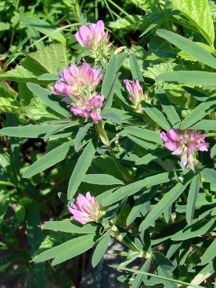 Изображение особи Trifolium lupinaster.