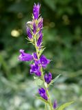 Campanula latifolia. Соцветие. Ленинградская обл., г. Волхов, левый берег, Октябрьская наб., заросший пустырь около типографии. 22.06.2013.