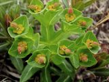 Euphorbia komaroviana. Верхушка отцветшего растения. Приморье, окр. г. Находка, склон сопки. 28.04.2016.