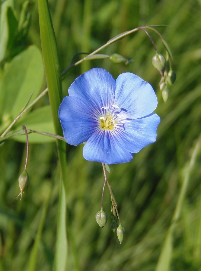 Изображение особи Linum perenne.