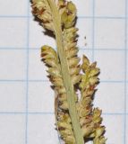 Paspalidium geminatum. Часть отцветающего соцветия. Израиль, долина Геннисаретского озера, дельта нахаль Амуд. 22.01.2015.