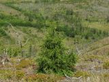 Larix cajanderi. Молодое дерево на сопке, претерпевшей пожар. Магаданская обл., Ольский р-н, Ольское побережье, окр. мыса Нюкля, сопка над морем. 09.07.2016.