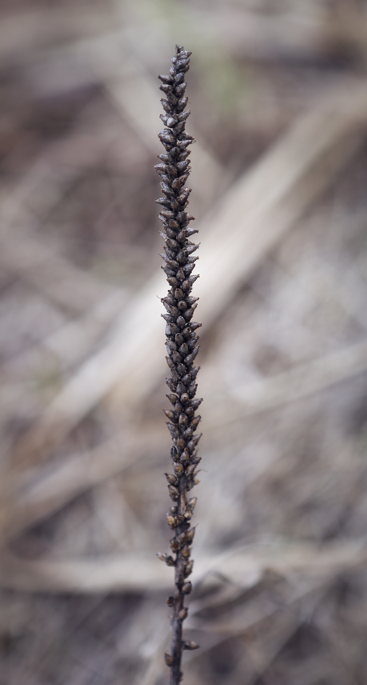 Изображение особи Plantago major.