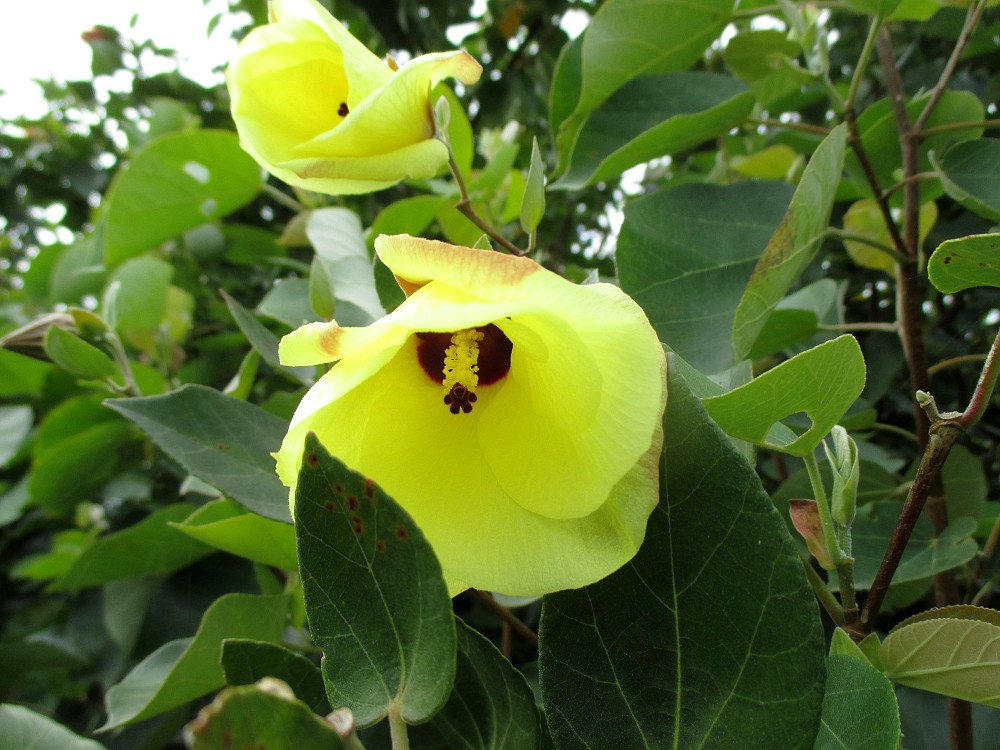 Изображение особи Hibiscus tiliaceus.