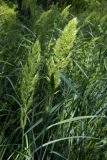 Calamagrostis epigeios