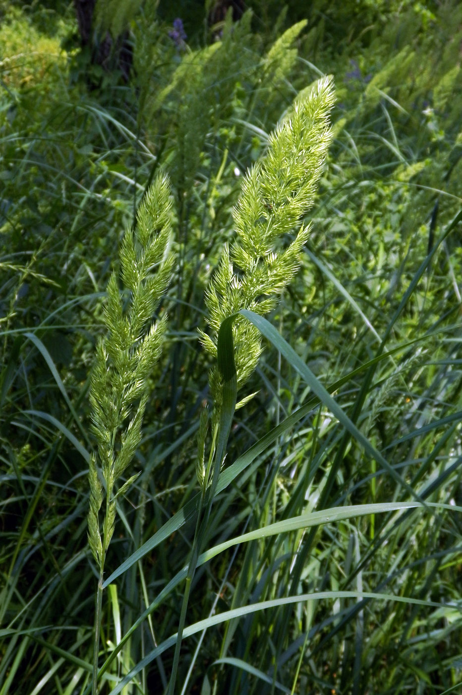 Изображение особи Calamagrostis epigeios.