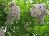 Robinia luxurians