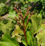 Bergenia crassifolia. Верхушка побега с завязавшимися плодами. Восточный Казахстан, г. Усть-Каменогорск, Архитектурно-ландшафтный музей-заповедник, в культуре. 21.05.2017.