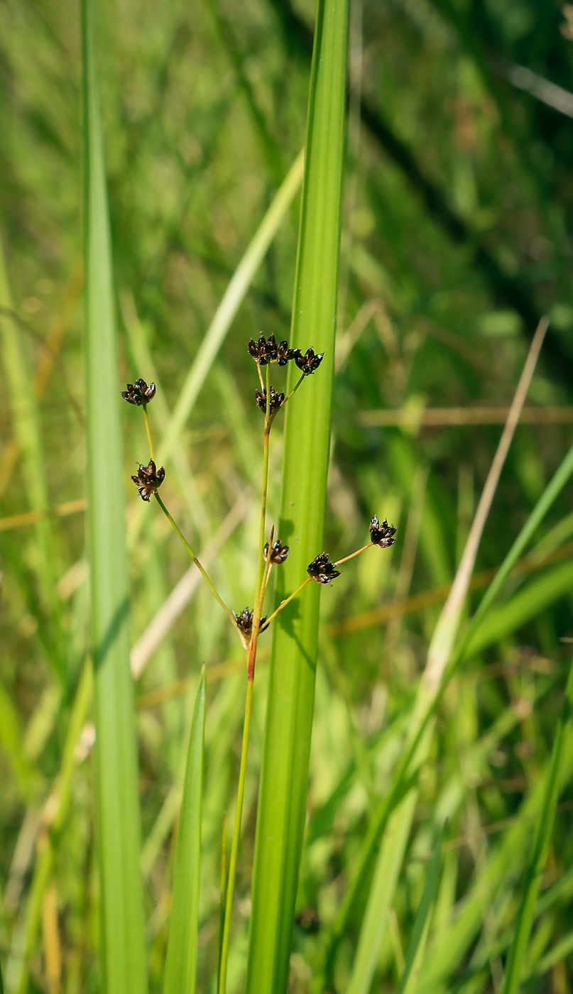 Изображение особи Juncus articulatus.