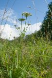 Selinum carvifolia. Цветущие растения. Ленинградская обл., Волосовский р-н, верхнее течение р. Оредеж, суходольный луг. 14.07.2018.