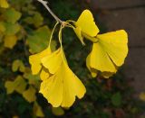 Ginkgo biloba. Побег с листьями в осенней раскраске. Москва, Воробьёвы горы, Ботанический сад МГУ. 15.10.2018.