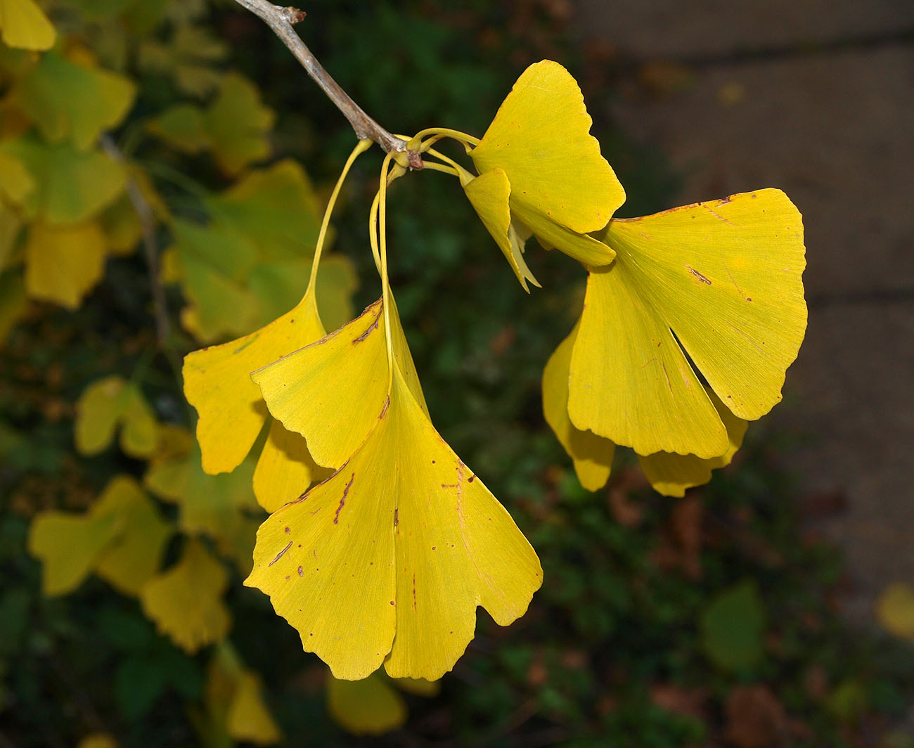 Изображение особи Ginkgo biloba.