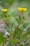 Ranunculus alberti. Цветущее растение. Кыргызстан, Иссык-Кульская обл., Внутренний Тянь-Шань, хр. Терскей-Ала-Тоо, ущ. Джеты-Огуз в р-не устья р. Телеты Западная, ≈ 2700 м н.у.м., травянистый склон. 15.05.2018.