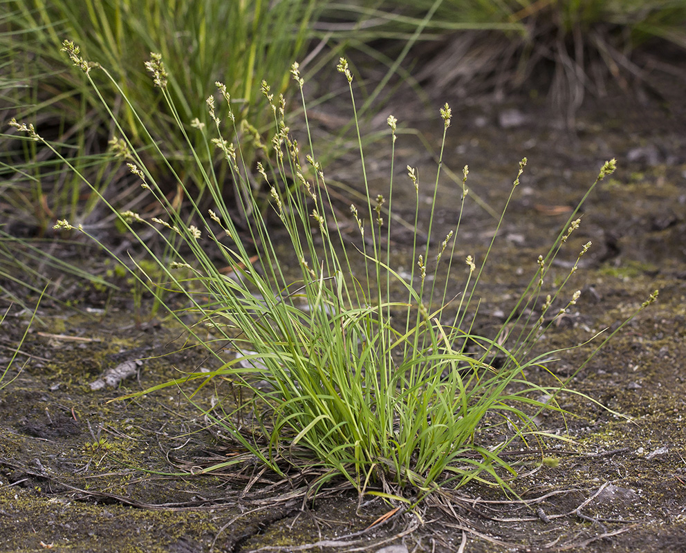 Изображение особи Carex brunnescens.