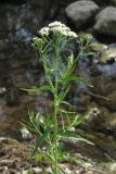 Achillea salicifolia. Верхушка побега с соцветиями. Крым, Салгирская долина, берег Аянского вдхр. 28 июля 2012 г.