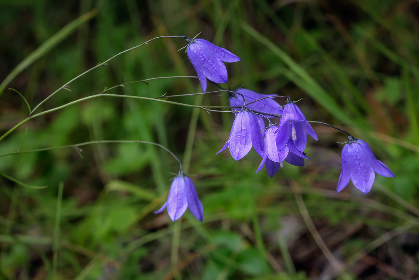 Изображение особи Campanula rotundifolia.