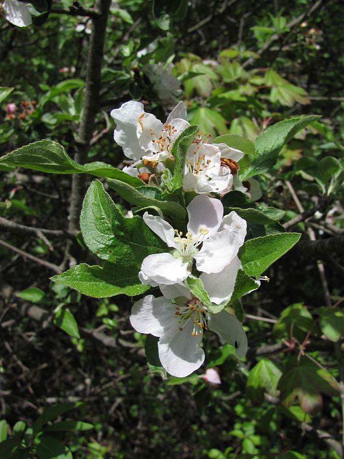 Изображение особи Malus praecox.