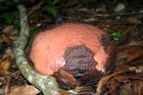 genus Rafflesia. Бутон. Малайзия, штат Саравак, национальный парк \"Бако\". 28.04.2008.