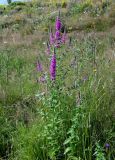 Lythrum salicaria