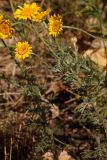 Anthemis tinctoria