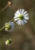 род Erigeron. Соцветия (вид со стороны обёрток). Нижегородская обл., Володарский р-н, окр. пос. Дубки; берег р. Ока, высокотравный луг. 15.09.2023.