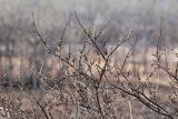 Ulmus macrocarpa. Ветви цветущего дерева. Приморский край, Шкотовский р-н, окр. дер. Лукьяновка, долина р. Суходол, крутой каменистый склон юго-западной экспозиции, ильмовое редколесье. 19.04.2024.