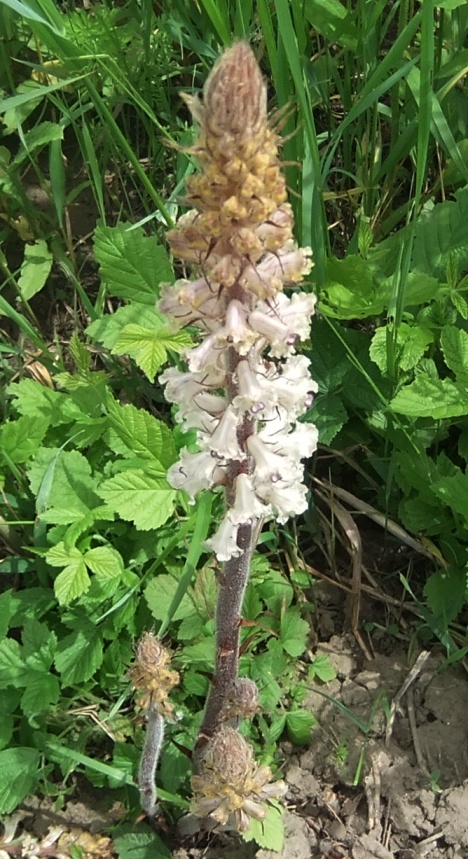 Изображение особи Orobanche pallidiflora.