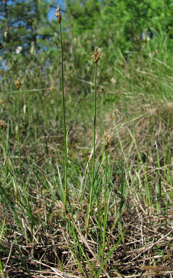 Изображение особи Carex chordorrhiza.