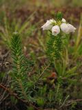 Erica cinerea. Побег с соцветием и вегетативный побег (белоцветковая форма). Нидерланды, провинция Drenthe, Yde, заказник Hondstong, верещатник. 14 июня 2008 г.