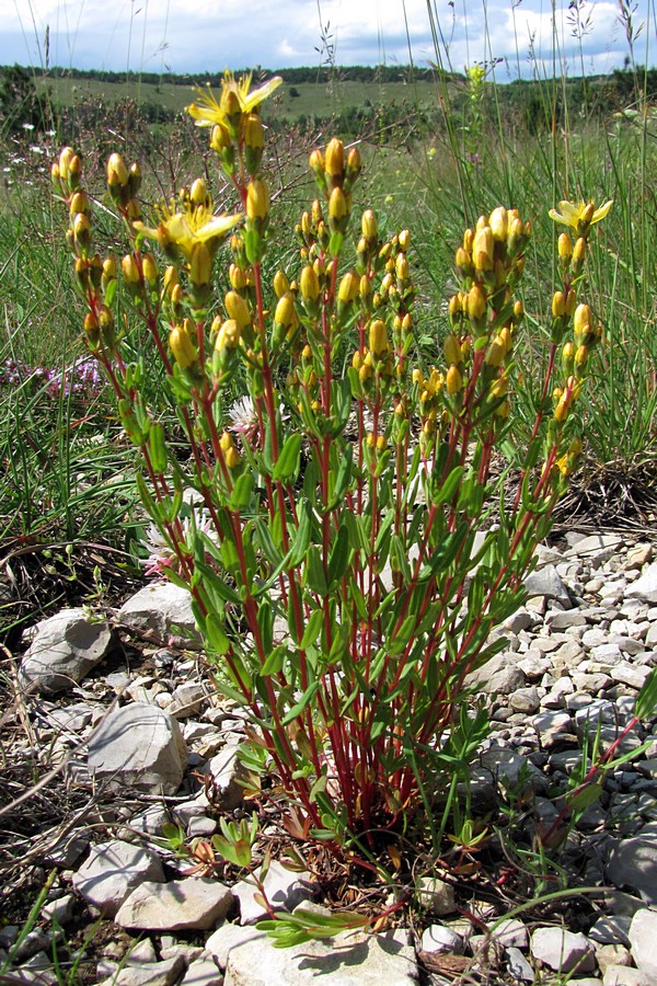 Изображение особи Hypericum linarioides ssp. alpestre.