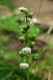 Pyrola minor