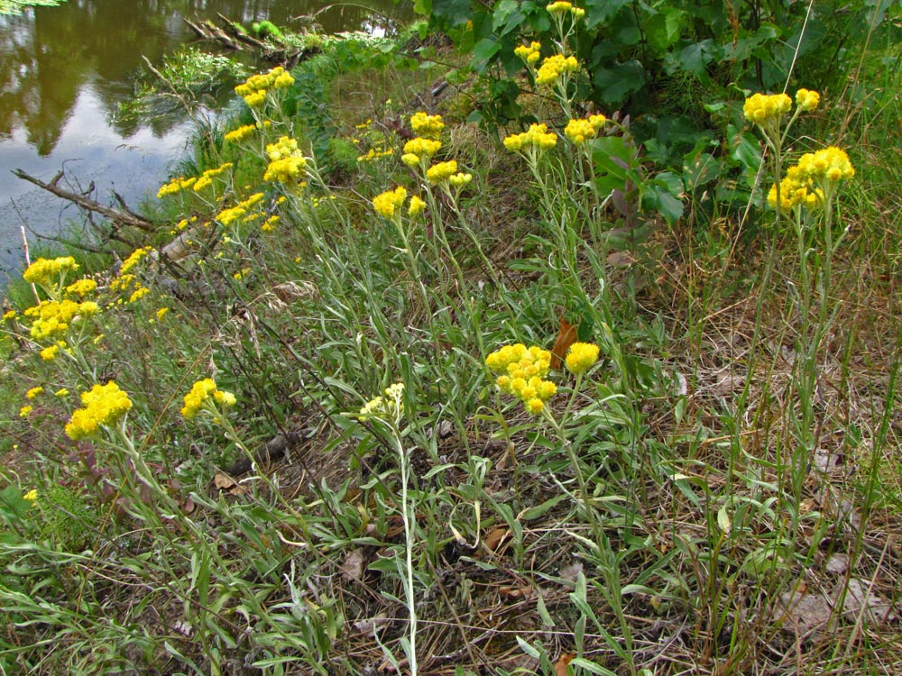 Image of Helichrysum arenarium specimen.