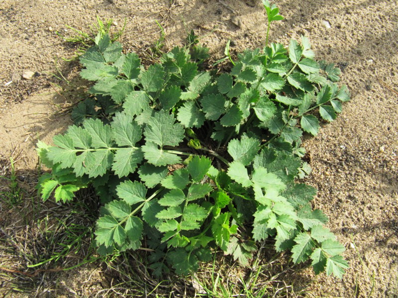 Изображение особи Pimpinella saxifraga.