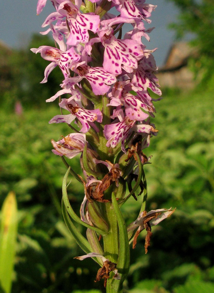 Изображение особи Dactylorhiza fuchsii.