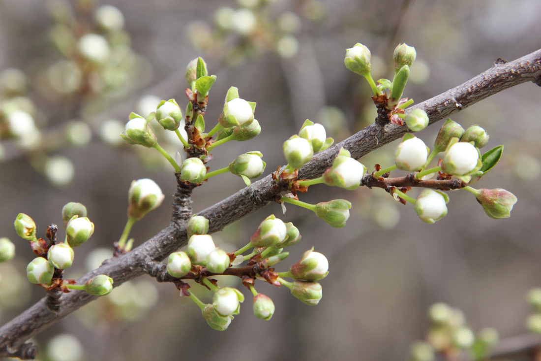 Изображение особи Prunus cerasifera.