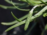 Plantago maritima. Нераспустившееся соцветие и верхушки листьев. Испания, Бискайя, Лага (Laga), скала в зоне заплеска. 07.06.2012.