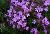 Thymus pallasianus