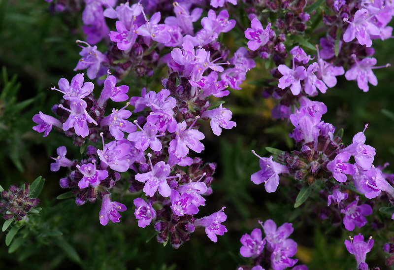 Изображение особи Thymus pallasianus.