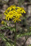 Senecio vernalis