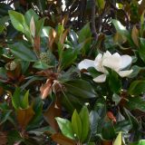 Magnolia grandiflora. Верхушки ветвей с цветком и завязавшимися плодами. Испания, автономное сообщество Андалусия, провинция Гранада, комарка Вега-де-Гранада, г. Гранада, Альгамбра. 13.07.2012.