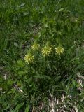 Pedicularis condensata