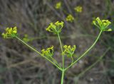 Bupleurum woronowii