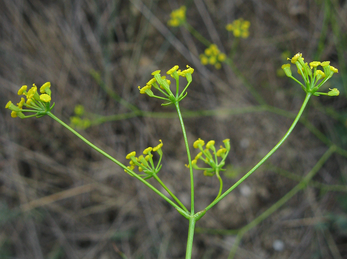 Изображение особи Bupleurum woronowii.