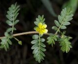 Tribulus terrestris